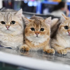 PetAide First Aid Spray