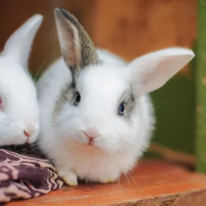 PurrLounge Heated Cat Bed